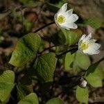 Jeffersonia diphylla Habitat