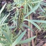 Euphorbia lamarckii Hoja