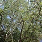 Populus × canescens Агульны выгляд