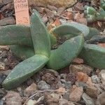 Pleiospilos simulans Hábito