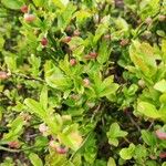 Vaccinium scoparium 果實