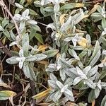 Cerastium biebersteinii Blad