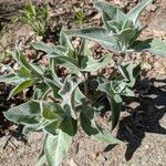 Asclepias eriocarpa Leaf