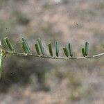 Vicia peregrina Hoja
