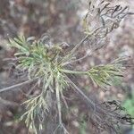 Artemisia abrotanum Folha