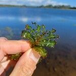 Potamogeton crispus Leaf