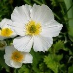 Ranunculus kuepferi Flower