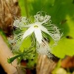 Trichosanthes cucumerina Flor