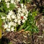 Parthenium integrifolium Flower