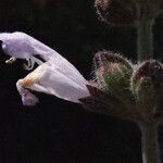 Salvia pomifera Virág