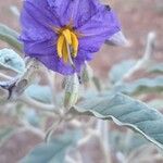 Solanum elaeagnifolium ফুল