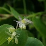 Streptolirion volubile Celota