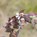 Odontites vernus Flors