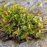 Primula hirsuta Hábito