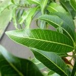 Tabernaemontana persicariifolia Leaf