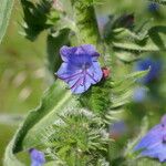 Echium vulgareFrunză