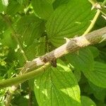 Rosa corymbifera Corteza