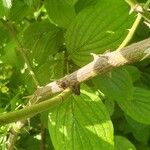 Rosa corymbifera Bark