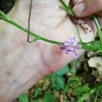 Cardamine chelidonia Kvet