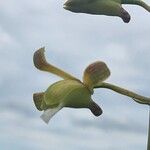 Eulophia petersii Flower