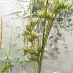 Juncus tenuis Frucht