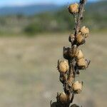 Anarrhinum bellidifolium Plod