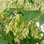 Ailanthus altissima Froito