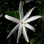 Jasminum malabaricum Кветка