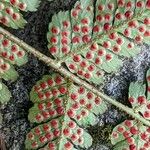 Dryopteris erythrosora Fruit