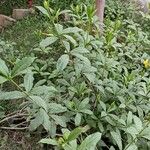 Allamanda cathartica Folha