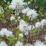 Fothergilla gardenii Folla