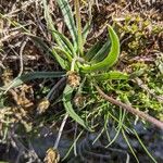 Plantago atrata Blad