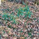 Daphne laureola Folha