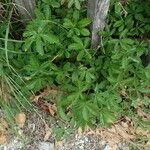 Potentilla anglica Leaf