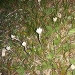 Antennaria plantaginifolia Levél