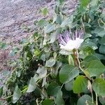 Capparis spinosaFlower