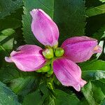 Chelone lyonii Kwiat