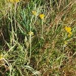 Helichrysum odoratissimum Natur