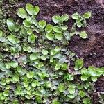 Adiantum reniforme Лист