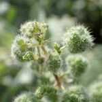 Urtica pilulifera Virág