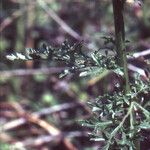 Scrophularia lucida Leaf