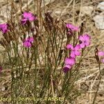 Dianthus scaber Alkat (teljes növény)