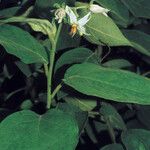 Solanum velutinum Çiçek