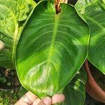 Philodendron melinonii Liść