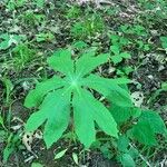 Podophyllum peltatum Lapas