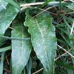 Saussurea alpina Leaf