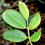 Dalbergia candenatensis Leaf