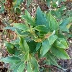 Cistus laurifolius برگ