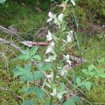 Platanthera chlorantha ফুল