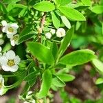 Spiraea hypericifolia Yaprak